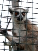 Gr I LEMUR PARK 2022_41